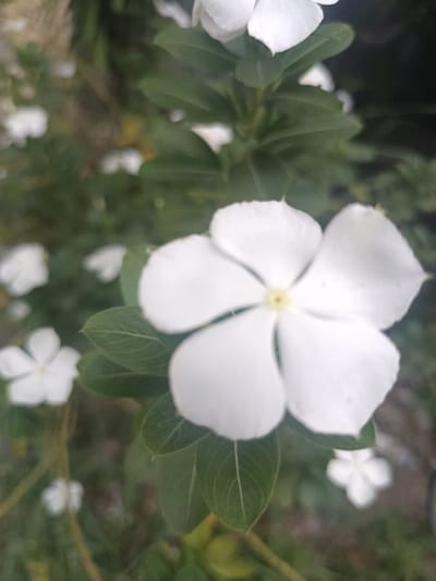 The scene depicts a close-up, shallow-depth-of-field photograph of flowering plants, reportedly located in Ouderkerk aan de Amstel, Netherlands. The primary subject is a single white flower, centrally positioned and in sharp focus. This flower possesses five distinct, ovate white petals symmetrically arranged around a small, bright yellow circular center. Surrounding the central bloom are multiple dark green, ovate leaves, some partially in focus. Numerous other white flowers and green foliage are visible in the blurred foreground and background, indicating a natural outdoor environment, likely a garden or shrubbery. No human subjects, artificial objects, or discernible actions or interactions are present. The lighting is diffuse and consistent with ambient natural daylight.