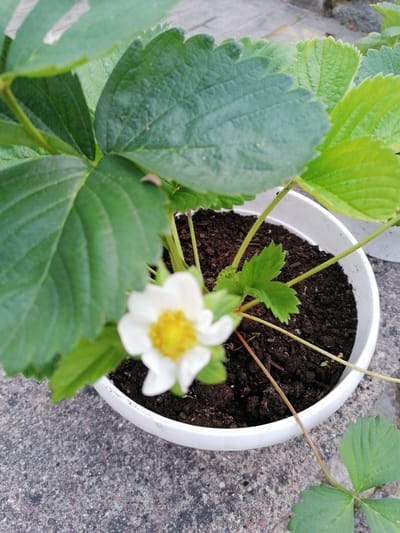 A close-up, eye-level shot focuses on a white plastic pot containing a young strawberry plant. The pot is filled with dark, moist soil. A single, delicate white strawberry flower with a bright yellow center is in bloom and is slightly out of focus in the foreground. Several green strawberry leaves are visible, some in sharp focus and others blurred. The leaves are serrated along the edges and have a textured surface. Thin, pale green stems emerge from the soil, supporting the leaves and flower. The pot rests on a rough, gray concrete surface. In the background, blurred greenery and a light-colored surface suggest an outdoor setting. The lighting appears natural, indicating it is daytime, and the weather seems fair. There is no visible text in the image. The scene evokes a sense of growth and nature.