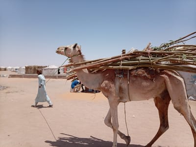 An outdoor, wide-angle shot captures a man leading a camel laden with branches through an arid camp in Goshabi, Sudan, under a clear, bright midday sky. The camel, a light brown dromedary, occupies the right half of the frame, walking from right to left. Its back is heavily loaded with a large bundle of light-colored sticks and leafy branches, secured by ropes. A green rope is tied around its head, serving as a halter.

To the left of the camel, a man dressed in a flowing, light-colored robe walks forward, holding the lead rope of the camel. His distinct shadow is cast on the dusty, sandy ground beneath him, indicating the high sun.

In the background, a sprawling camp is visible, featuring numerous white canvas tents of various sizes alongside several smaller, rustic structures made of natural materials like brushwood or reeds. Towards the far right background, part of a white tent shows the partial text "UNH," suggesting the presence of the United Nations High Commissioner for Refugees (UNHCR) and reinforcing the camp setting. Another individual, wearing a blue top, is visible sitting or crouching near a white container in the mid-ground, between the man and the camel's legs.

The scene depicts a routine daily activity in an arid environment, likely involving the gathering and transport of resources such as firewood, crucial for life in a temporary settlement or refugee camp. The clear blue sky and strong shadows indicate a sunny and likely hot day.