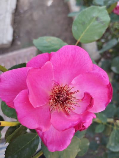 In Iskra, Kyrgyzstan, a close-up, top-down shot captures a vibrant pink rose in full bloom. The flower's petals are unfurled, revealing a textured, reddish-brown center adorned with stamens. The rose is surrounded by lush green leaves, some of which show slight discoloration. In the background, out of focus, is a textured surface that appears to be a stone wall or pathway, hinting at a garden or outdoor setting. The lighting suggests it is daytime.