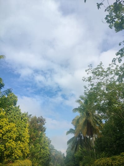 The image depicts a view of the sky and lush green trees, likely captured from a road or pathway in Kidapawan City, Philippines. The sky is partly cloudy with soft white clouds against a pale blue backdrop. The trees dominate the lower portion of the frame, forming a dense canopy on both sides of what appears to be a path or road leading into the distance. On the left, there are trees with vibrant yellow-green foliage, contrasting with the darker green of the trees on the right, which include palm trees. The scene suggests a tropical environment, characterized by the abundant vegetation and the type of trees visible. There are no people or discernible structures in the immediate foreground or midground. The overall impression is one of a natural, verdant landscape under a bright sky.