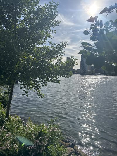 The image depicts a waterfront scene with lush green foliage in the foreground, framing a view of a body of water. The water's surface is choppy and reflects the bright sunlight, creating a shimmering effect. In the background, modern buildings are visible across the water, suggesting an urban or semi-urban setting. The sky is partly cloudy with the sun prominently visible and shining brightly. The overall impression is one of a sunny day in a waterside location. There are no people or animals visible in the image.

The location is the Rhein promenade in Weil am Rhein, Germany. The buildings visible across the Rhine are in Basel, Switzerland.