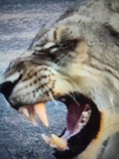 A close-up depicts a snarling lion's face. The lion's mouth is wide open, revealing sharp teeth and a pink tongue. The lion's fur is a mix of tan and grey. The lion appears to be roaring or growling aggressively. The background is blurry and seems to be an outdoor, rocky environment.