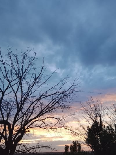 The image captures a twilight sky over the city of Zhalpak-sai, Kazakhstan. The sky is a gradient of deep blue at the top, transitioning to lighter blues, pinks, and yellows near the horizon, indicative of sunset or sunrise. Silhouetted against the colorful sky are the bare branches of a large tree in the foreground on the left, and other trees and foliage along the horizon. The overall scene conveys a sense of natural beauty and tranquility at the end of the day.