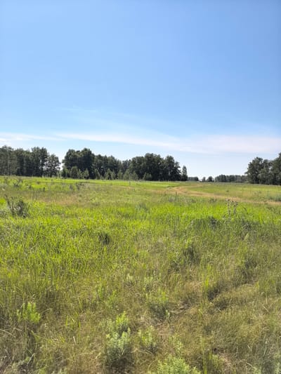 The image depicts a wide, sunlit meadow with tall, green grass under a clear blue sky with faint, wispy clouds. A line of trees forms a dark green border along the horizon, with more trees scattered in the distance. A faint dirt track curves through the meadow. The scene is serene and natural, suggesting a rural or undeveloped area. The location is identified as a rural district in Kazakhstan. There are no people or animals visible in the image.