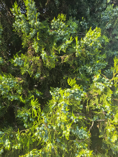 This is a close-up, eye-level shot of a coniferous evergreen tree, likely a juniper or cypress, with a dense canopy of green foliage and numerous small, immature, pale blue-green cones. The branches are laden with these cones, which are clustered together along the stems. The leaves are scale-like and overlap, typical of cypress family trees, and appear a vibrant green where the sunlight hits them directly, creating a bright, almost neon glow. In the shaded areas, the foliage is a deeper, darker green. The texture of the leaves is fine and feathery.
The sunlight is strong, suggesting it is daytime, likely morning or late afternoon given the warm, golden hue on some of the leaves. The lighting creates a play of highlights and shadows, adding depth and dimension to the foliage. There are no people or animals visible. The background is obscured by the dense greenery of the tree itself.
The location context of Myskhako, Russia, suggests this scene is likely outdoors, possibly in a garden, park, or natural landscape. The abundance of foliage and cones indicates a healthy tree. The overall mood conveyed is one of natural beauty and the lushness of a growing season. There is no visible text in the image.