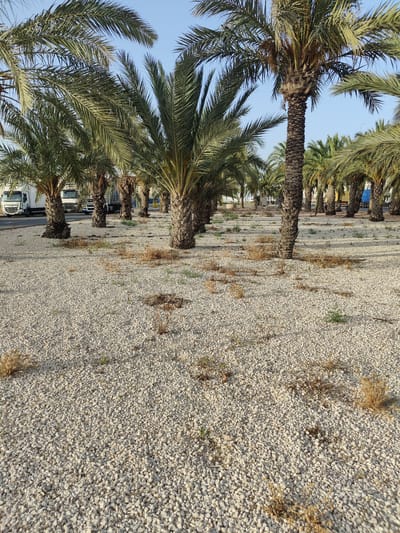 This media file shows a row of palm trees in what appears to be a parking lot or an area adjacent to a road. The ground is covered in light-colored gravel. In the background, several large white and blue trucks are parked. The sky is clear and blue, suggesting a daytime scene with good weather. The palm trees are tall and their fronds are lush and green, indicating a warm climate. The overall scene is one of an outdoor industrial or commercial area enhanced by the presence of tropical vegetation. There is no visible text in the image.