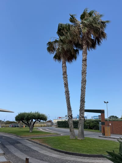 The image shows a clear blue sky with two tall, weathered palm trees dominating the foreground. Their fronds are being blown by the wind, creating a sense of movement. In the background, there is a grassy area with a distinct, gnarled olive tree. Beyond the grass, there's a paved area with a textured pattern and some buildings. One building appears to be a retail establishment with a prominent "DECATHLON" logo visible. The presence of palm trees and the olive tree suggests a warm, possibly Mediterranean climate, consistent with the Carini, Italy location context. The lighting indicates it is daytime, with the sun casting clear shadows. The scene appears to be an outdoor public space, possibly near a commercial area or promenade. There are no people visible in the image, focusing the attention on the natural elements and the man-made structures.