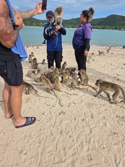 The image depicts a beach scene in Bang Sare, Thailand, with a group of monkeys interacting with people. The foreground shows the legs and torso of a person wearing black shorts and a blue towel draped over their shoulder. This person has extensive tattoos on their arm, including a large red dragon. They are holding a smartphone in their left hand, angled as if taking a picture or video.
In the midground, two individuals are interacting with a swarm of monkeys on the sandy beach. One person, wearing a purple shirt and black pants, is leaning over, seemingly observing or interacting with the monkeys. The other person, in a blue shirt and black pants with a blue baseball cap, is holding a blue pole and has a monkey perched on their head and another on their shoulder. A bag of what appears to be food is held in their gloved hands, attracting the attention of the monkeys. A large group of monkeys, mostly young ones, are clustered around the people, some reaching for food.
In the background, the turquoise ocean meets the sandy shore. Lush green hills rise behind the beach, indicating a tropical or subtropical environment. The sky is partly cloudy, suggesting fair weather. The overall scene captures a moment of human-animal interaction on a sunny day at the beach. The presence of many monkeys suggests a location known for this wildlife. No specific time of day is clearly indicated, but the bright lighting suggests daytime.