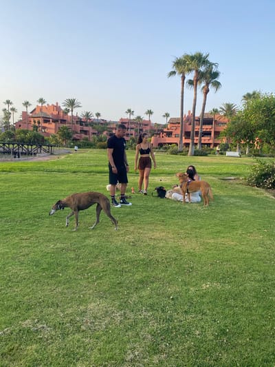 In Estepona, Spain, a group of people and dogs are enjoying a grassy park area with a backdrop of coral-colored buildings and palm trees. A man in a black t-shirt and shorts stands near a slender, brown dog that is sniffing the ground. Further back, a woman in a black crop top and brown shorts walks away from the camera, while two other individuals are seated on the grass, one with a tan dog resting its head on their lap. Another tan dog stands alert, facing the seated individuals. The environment is a manicured lawn with scattered white flowers, and a wooden bridge is visible in the distance. The sky is clear and pale blue, suggesting it is late afternoon or early evening.