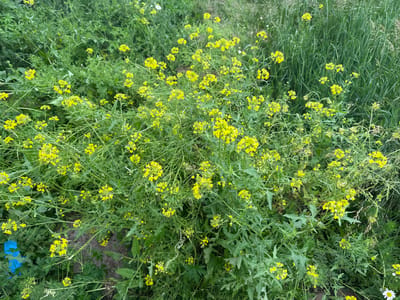 The image depicts a close-up view of a patch of wild plants, primarily characterized by numerous small, bright yellow flowers and dense green foliage. The flowers are clustered on thin, wiry stems, forming abundant sprays that dominate the center of the frame. Interspersed with the flowering plants are various types of green leaves, some lobed and serrated, others more delicate and feathery. The background is a blur of more greenery, suggesting a natural, outdoor setting. In the lower left corner, a small portion of a blue object, possibly part of a plastic container or piece of equipment, is visible. The overall impression is one of lush, untamed vegetation. There is no discernible activity or event taking place, and the scene appears to be static. The lighting suggests it could be daytime, with natural light illuminating the scene, and no specific weather conditions are indicated. The location context provided is Tuishevo, Russia, which aligns with the appearance of wild flora. No text is visible in the image.