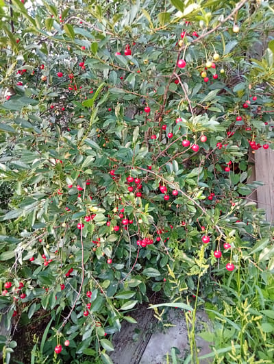 The image shows a cherry tree laden with ripe red cherries, situated in an outdoor setting, likely a garden or yard. The cherries are a vibrant red, with some appearing slightly lighter, indicating varying degrees of ripeness, and a few yellow cherries are also visible. They hang from thin stems amongst lush green leaves. The branches of the tree are intertwined, creating a dense foliage. In the background, a weathered wooden fence is visible, suggesting a boundary to the property. The ground beneath the tree appears to be covered with dirt and some grassy plants. The overall scene depicts a natural environment during the harvest season for cherries. The image was taken in the city of Shelekhov, Russia.