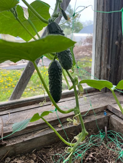 A close-up, slightly tilted image captures a cucumber plant growing indoors. The plant features mature, dark green cucumbers with textured skin, along with developing smaller cucumbers. The vine is supported by green netting attached to a weathered wooden structure, possibly a greenhouse or a window frame. Outside the window, there is a glimpse of greenery and yellow flowers suggesting a yard or garden. The location within the city of Маяк, Russia cannot be determined from this image.