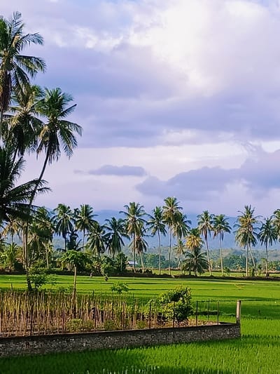 The image depicts a lush, tropical landscape under a cloudy sky. In the foreground, a vibrant green rice paddy stretches across the frame, bordered by a low stone wall and a fence made of vertical bamboo-like stalks. A small, solitary figure can be seen working in the distance within the rice field.
Dominating the middle ground and background is a dense grove of palm trees, their fronds reaching towards the sky. Beyond the palm trees, rolling hills and distant mountains are visible, shrouded in a light haze. The sky is filled with soft, diffused clouds, with patches of lighter sky suggesting either early morning or late afternoon light.
The scene appears to be in Pulo Dayah, Indonesia, a location characterized by its agricultural land and tropical vegetation. The overall impression is one of peaceful rural life and natural beauty.