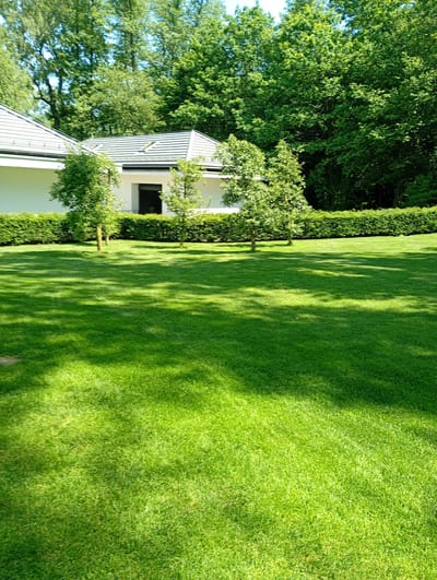 The image depicts a meticulously manicured lawn in front of a modern white building with a grey tiled roof. The building appears to be a residential property, possibly a house or a villa, located in the city of Nowa Wieś Szlachecka, Poland. A dense, well-trimmed green hedge forms a boundary between the lawn and the building. Several small, leafy trees are strategically placed on the lawn. The background is dominated by a lush, green forest, suggesting a natural and serene environment. The sunlight casts dappled shadows across the lawn, indicating a clear, sunny day. There are no people visible in the image. The scene suggests a well-maintained property in a suburban or semi-rural setting.
