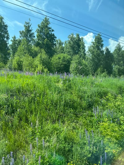 The image depicts a natural landscape with a dense forest in the background and a meadow filled with green grass and purple lupine flowers in the foreground. Power lines are visible against a blue sky with wispy clouds. The scene appears to be a sunny day. The location is specified as Nizhniye Vyazovye, Russia. There are no people or animals visible in the image. The environment is rural or semi-rural, characterized by abundant vegetation and the presence of infrastructure like power lines.