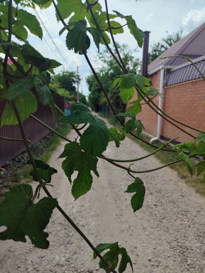 The image depicts an unpaved residential lane in Prigorodnyi, Russia, viewed through a dense arrangement of green foliage in the immediate foreground. The foreground is dominated by multiple out-of-focus dark green leaves, characterized by serrated edges and distinct lobing, attached to thin, dark brown stems, indicative of a climbing vine.
The midground features a light-colored, gravel-covered dirt path extending into the distance and narrowing due to perspective. To the left of the path, a dark brown corrugated metal fence runs parallel to the lane. To the right, a segment of a brick house is visible, topped with a brown corrugated metal roof. A white downspout is affixed to the brick wall, and a yellow utility pipe runs horizontally along the lower portion of the wall. A dark brown chimney pipe extends vertically from the right side of the roofline.
In the background, the path continues, bordered by additional fences and dense green trees and bushes. Utility poles with overhead wires are faintly discernible in the far distance against a partly cloudy sky. The sky is largely covered by white clouds, indicating an overcast or partly cloudy daytime setting. No individuals or specific human activities are observable in the scene.