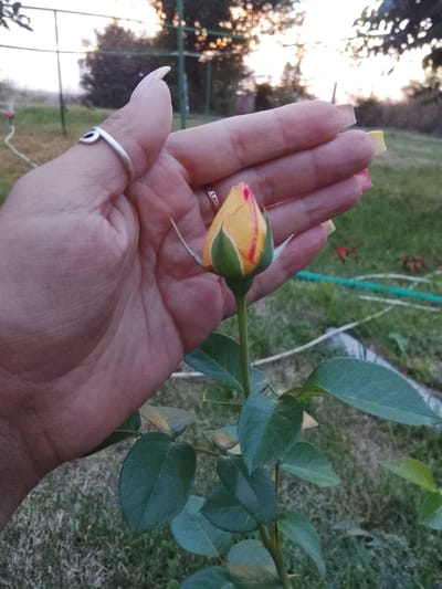 A close-up shot captures a hand gently cupping a yellow rose bud with red streaks. The hand, adorned with a silver ring on the thumb and painted nails, rests near the bud. In the background, out-of-focus greenery and trees suggest an outdoor setting, possibly a garden or park. The lighting indicates it might be dawn or dusk, casting a soft glow on the scene.