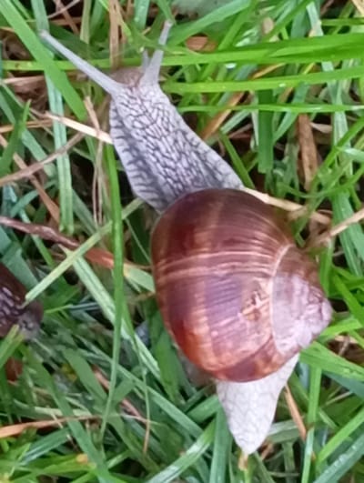 The image shows a close-up view of a snail moving through green grass. The snail's shell is visible, and it is a reddish-brown color with spiral markings. The snail's body is a lighter gray color and appears to be patterned with small dots. The grass is a vibrant green and appears to be wet, with some blades of grass bent over. There are also some dried leaves or stems visible in the grass. The background is blurred, suggesting a shallow depth of field. The location is identified as Mołowiste, Poland, which is a town in northeastern Poland.