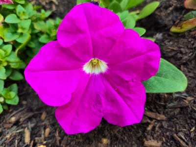 A single, vibrant magenta petunia flower with a white and yellow center is in full bloom, filling most of the frame. The flower is positioned slightly to the left of the center, with its petals spread wide. To the left of the petunia, a cluster of small, green leaves is visible, suggesting the presence of a plant. The background consists of dark, mulched soil with scattered wood chips and a few green leaves. The lighting suggests an outdoor setting, likely in a garden or park. There is no indication of the specific location within Melling, United Kingdom.
