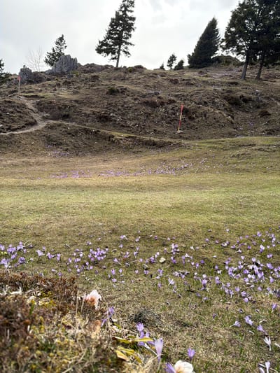 This landscape photograph shows a hillside covered in grass and numerous purple crocuses. On the left, the hillside rises, showing rocky outcrops and a few evergreen trees against a cloudy sky. There's a hiking trail visible near the base of the hill. The right side of the frame shows a more grassy area also dotted with crocuses, and closer to the viewer, some dead leaves and vegetation. The photograph likely captures a scene in the mountains near Kamnik, Slovenia, where such landscapes with crocuses are common during spring. There are no people visible in the image. A red and white pole is on the slope.