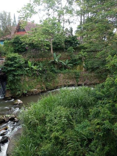 A river rushes over rocks, flanked by lush green vegetation. Tall grasses fill the foreground, leading to dense trees on the right. Across the river, a stone wall supports a variety of plants, including banana trees and flowering bushes. A building with a red roof is visible in the background, nestled among more trees. A small waterfall spills into the river on the left.
