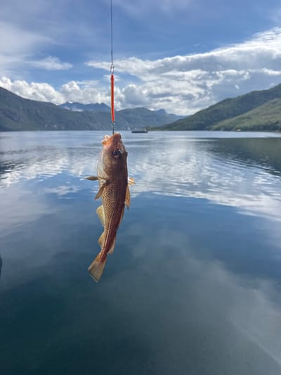 A fresh catch hangs suspended by a fishing line against a backdrop of a serene Norwegian fjord. The small, copper-colored fish, likely a cod, dangles by its mouth from a red lure. Its scales shimmer under the daylight, with a visible lateral line and distinct spotting along its body. The fish's mouth is agape, revealing its inner structures.
The body of water in the background is a deep blue, reflecting the dramatic sky filled with fluffy white clouds and streaks of sunlight. The reflection creates a mirrored effect of the sky and distant, verdant mountains that frame the fjord. The mountains are a lush green, suggesting the natural beauty of the region. The water is calm, with gentle ripples indicating minimal wind.
The scene is set in the municipality of Inderøy, a coastal area known for its fishing opportunities and picturesque landscapes. The overall impression is one of a successful fishing trip, capturing a moment of communion with nature in a beautiful, tranquil setting.