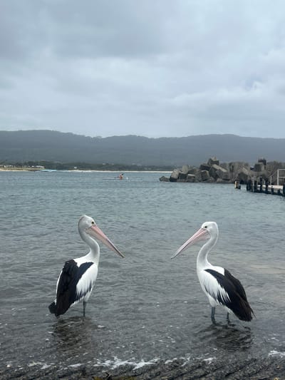 Two pelicans stand on a concrete pier. They both have white bodies and black wings. Their long beaks are turned toward each other. In the distance, a person in a kayak paddles along the shore. The water is choppy. Mountains and a cloudy sky dominate the background. Concrete blocks jut out from the water and are connected to a structure above.