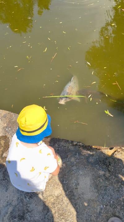 A child wearing a white shirt with a banana pattern and a yellow and blue bucket hat is sitting on a concrete ledge overlooking a pond. Two large carp are swimming in the murky, green water. One carp is closer to the surface and its head is visible, while the other is further down and darker in color. Leaves and debris are floating on the surface of the water. The lighting suggests it is a sunny day. The location is unspecified as the city of Rain, Germany cannot be determined from the image.