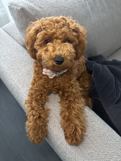The scene is an indoor environment in Marum, Netherlands. The primary subject is a small to medium-sized dog, likely a Poodle or Doodle breed, with densely curled, reddish-brown fur. The dog is lying prone on a light grey, textured fabric sofa or armchair, with its front paws extended over the forward edge of the furniture armrest. It possesses dark, observant eyes and a black nose, and is directly facing the viewer with an alert expression. Around its neck, the dog wears a light-colored collar adorned with a small, crocheted or fabric flower accessory featuring light pink petals and a pale green center. The furniture is uniformly light grey with a visible fabric texture. To the dog's right, a dark blue or black soft blanket is partially visible, crumpled on the sofa cushion. The overall lighting is bright and even, illuminating the scene from an unseen source.