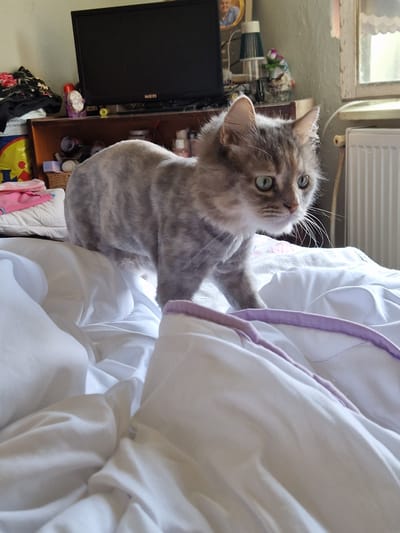 A grey and white tabby cat with blue eyes stands on a rumpled white duvet in a bedroom. The cat has a shaved appearance on its back and sides, with longer fur on its head, chest, and legs. The background shows a television on a shelf, a window with a radiator, and various household items. This scene is located in Raduvene, Bulgaria.