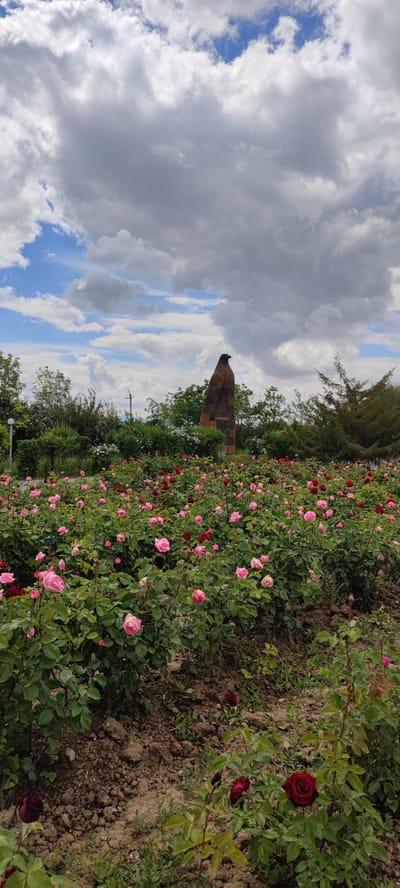 The image depicts a garden in the city of Araks, Armenia. In the background stands a stone monument in the shape of a bird, possibly an eagle or falcon, with a dark, weathered appearance. The monument is surrounded by lush green trees and shrubs. In the foreground, a vibrant rose garden flourishes with numerous rose bushes displaying pink and deep red blossoms. The rose bushes are densely packed together, covering the ground. The soil is visible between the plants. Above, the sky is filled with white and gray clouds, partially obscuring the blue sky. The lighting is diffused, suggesting an overcast day.