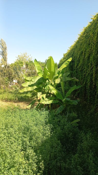 A low-angle, natural light, full shot captures a lush green scene with a banana tree as the central subject, located in Bulungur, Uzbekistan. The banana tree, with its large, vibrant green leaves, stands prominently in the mid-ground, casting dappled shadows. In the foreground, a dense carpet of small, green leafy plants covers the ground. To the right of the frame, a thick wall of dark green ivy covers a structure, creating a stark contrast with the banana tree and the ground cover. The background features a clear, light blue sky, with a few sparse trees visible on the left, and some lighter green foliage in the mid-ground, suggesting other vegetation. The overall atmosphere is serene and natural.