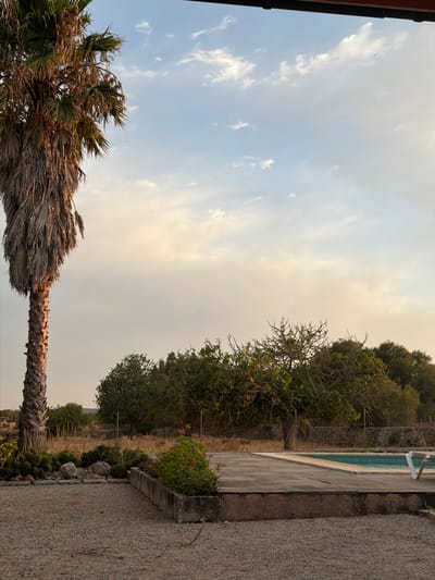 A tall, mature palm tree stands prominently on the left side of the frame, its trunk textured and its fronds dry and sparse. The ground in the foreground is covered in small, light-colored gravel. A concrete planter box, filled with greenery, runs along the right edge of the gravel area. Behind the planter, a wooden deck or patio leads towards a swimming pool, its blue water visible on the right side of the image. A white pool chair is positioned on the deck near the pool. A stone wall can be seen in the background, behind a line of trees and scrub vegetation. The sky above is a pale blue, with scattered white clouds and a hazy, warm glow from what appears to be sunset or sunrise. There are no people visible in the scene. The image captures an outdoor scene, likely in a residential or resort setting, with a focus on the natural elements and a swimming pool area. The location is identified as being in Santa Margalida, Spain.