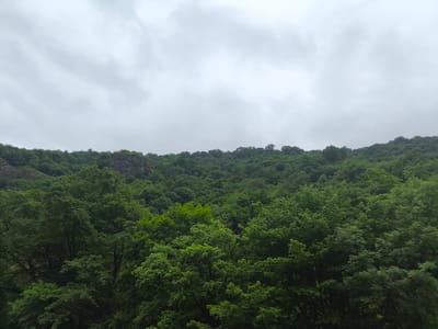 This media file depicts a dense, verdant forest covering rolling hills under a heavily overcast sky. The scene is dominated by a multitude of trees with lush green foliage, creating a textured canopy that stretches towards the horizon. In the mid-ground, a rocky outcrop juts out from the treeline, adding a contrast of texture and color to the otherwise uniform greenery. The sky is a uniform grey, suggesting a cloudy or possibly rainy day. The time of day is indeterminate due to the diffused light. The location cues, combined with the dense forest and hilly terrain, are consistent with a natural landscape. No people, objects, text, or specific activities are visible, suggesting a focus on the natural scenery itself. The overall mood is one of natural tranquility, though the overcast sky might evoke a sense of somberness or quietude.