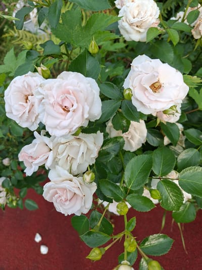 The image shows a close-up of a bush with several light pink roses and green leaves. The roses are in various stages of bloom, with some fully open and others still in bud. The leaves are lush and green, with some showing slight browning on the edges. The background is blurred, but appears to be a garden setting. There is a red surface in the lower left corner of the image, which could be a bench or a planter. The image quality is good, with sharp focus on the roses and leaves.
The image was taken in the city of Lesnaya Byl', Russia. This is a small city located in the Moscow Oblast, known for its natural beauty and green spaces. The city has a temperate climate, with warm summers and cold winters, which is ideal for growing roses. The image likely depicts a rose bush in a private garden or a public park.