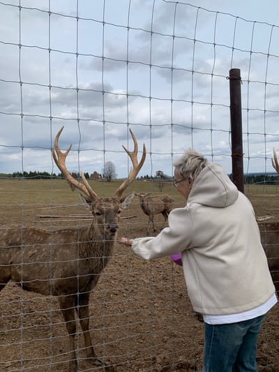A woman in a white hoodie and blue jeans leans towards a deer with large antlers behind a wire fence. The deer is brown and appears to be interacting with the woman's hand. Other deer are visible in the background. The scene is outdoors with a field and trees visible. The sky is cloudy. Based on the stated location, this scene is most likely taking place in Stary Chultem, Russia.