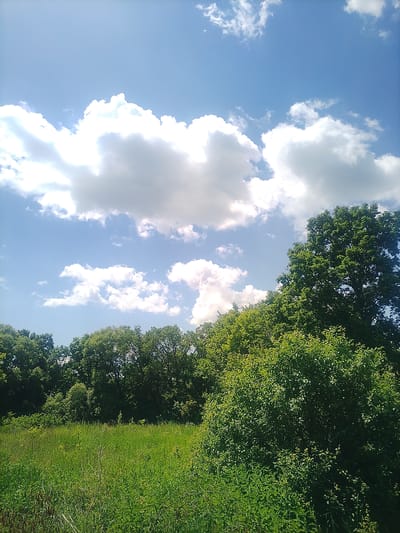 This image depicts a bright, sunny day with a blue sky filled with puffy white clouds. In the foreground, a lush green field of tall grass and wildflowers stretches towards a dense line of trees. The trees form a dark green backdrop, with a large, leafy tree dominating the right side of the frame. The sun is shining brightly, casting light on the clouds and illuminating the vibrant green foliage. The scene appears to be in a rural or natural setting, possibly in the city of Petrivka, Ukraine, given the context. There are no people or animals visible in the image.