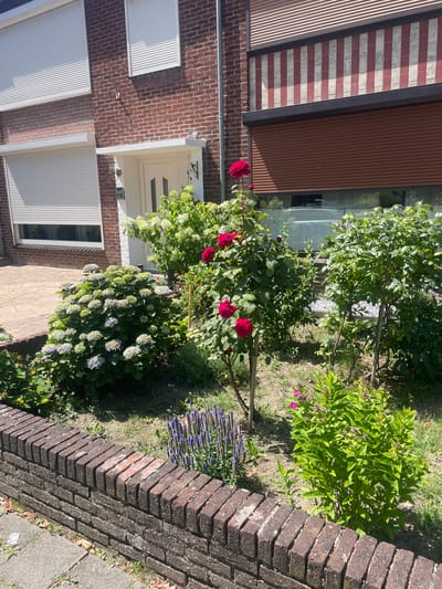 The image depicts the front garden of a brick house in Venlo, Netherlands. The house has white roller shutters on its windows and a white door with a glass panel. The garden is lush with various plants, including a large hydrangea bush with pale blue and green flowers, two rose bushes with vibrant red blooms, a cluster of purple flowering plants, and other green foliage. A low brick wall runs along the front of the garden, separating it from a paved walkway. The sun is shining, casting shadows on the ground, indicating it is daytime. There are no people visible in the image.