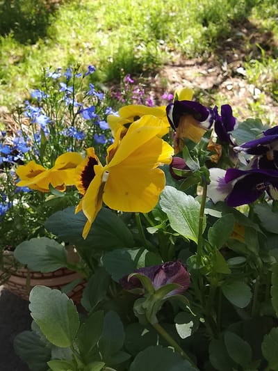 The image depicts a close-up view of a flower arrangement or garden in a pot. The arrangement features pansies in yellow and purple hues, with some blossoms showing signs of wilting. The foliage is lush and green. Blue lobelia flowers are visible in the background. The background also includes grass and some other plants. The context of the location in Assinovskaya, Russia is not discernible from the image alone.