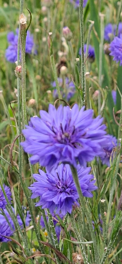 This is a close-up, vertical, outdoor photograph of a patch of vibrant blue cornflowers (Centaurea cyanus) in Vihi, Estonia. The foreground is dominated by two large, fully bloomed cornflowers, their petals a rich, saturated blue. The flower on the left is slightly out of focus and positioned to the left of center, while another large bloom is in sharp focus and takes up the right half of the frame, angled towards the viewer. A third, smaller cornflower is visible in the lower left corner, also in focus. The flowers are surrounded by numerous thin, green stems and stalks, some of which are fuzzy and appear to be covered in dew or moisture droplets, suggesting a humid or recently watered environment. In the background, more blurred cornflowers and foliage create a soft, green and blue bokeh effect. The overall impression is one of lush, natural growth in a field or garden setting. There are no people or animals visible in the image.