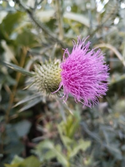 A close-up, slightly out-of-focus photograph captures a vibrant purple thistle flower in bloom. The flower's delicate, feathery petals are a striking contrast to the spiky, green bud positioned to its left. The background is a blur of green foliage, suggesting an outdoor setting in a natural environment. The image does not contain any people, actions, or interactions. The location within the city of Tinchlik, Uzbekistan is not ascertainable from the visual information provided in the image.