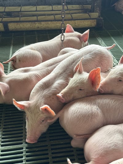 An indoor scene in Quimbaya, Colombia, depicts multiple light pink piglets lying closely together on a dark green slatted plastic floor. The piglets vary in their orientation, with some facing left, some right, and others with only their backs visible. They appear to be resting or sleeping, clustered for warmth or comfort. In the upper background, a light-colored feeding trough or structural element is visible, from which a metal chain hangs down vertically into the frame. No human subjects are present in the image.