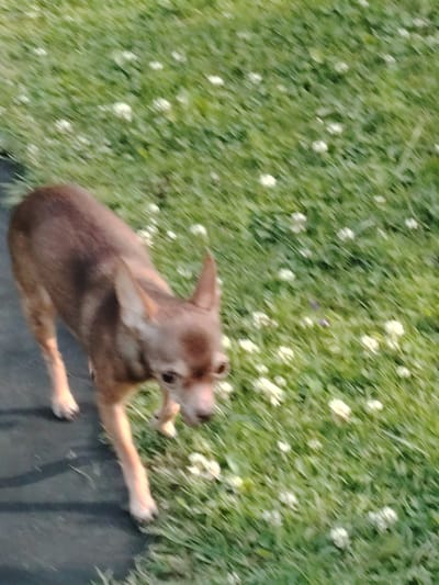 A brown chihuahua walks on a paved surface next to a patch of green grass with small white flowers. The dog is facing right with its head lowered, appearing to sniff the ground. The image is taken from a slightly elevated angle. The location of Soivolovskaya, Russia is not discernible from the provided image.