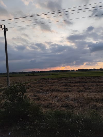 The image captures a rural landscape in Glumpangbungkok, Indonesia, at sunset or twilight. The scene features expansive agricultural fields under a dramatic, cloudy sky. In the foreground and midground, fields of dry, brown-golden vegetation are visible, likely consisting of harvested crops such as rice stubble. A section of vibrant green field, possibly growing crops, is visible further back in the midground.
A tall, gray utility pole stands prominently on the left side of the frame, with black power lines extending horizontally across the upper portion of the sky. Green bushes and shrubs are present in the lower-left foreground, adding some natural vegetation.
The sky is largely covered by textured, dark gray clouds, but a distinct band of warm orange, yellow, and red colors illuminates the horizon, indicating the setting sun. A distant line of dark trees or forest defines the horizon, with faint outlines of mountains visible beyond. No people or specific activities are depicted, but the harvested fields suggest agricultural work has recently taken place. The time of day is clearly evening, characterized by the sunset colors and deepening shadows. No text is visible in the media file.