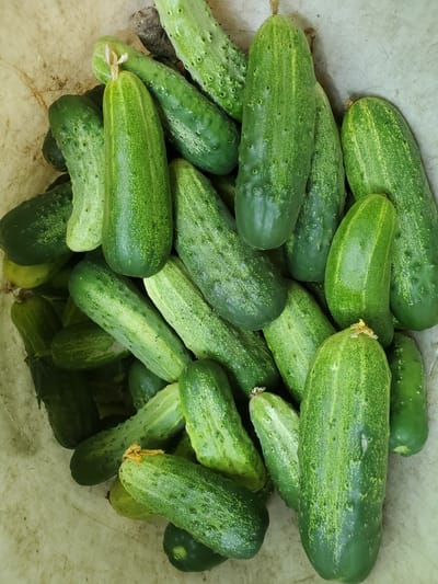 A top-down, close-up shot displays a large quantity of fresh, green cucumbers piled loosely inside a light-colored, likely plastic, container. The cucumbers vary slightly in size and shape, with some being more elongated and others more tapered. Their surfaces are characterized by a bumpy texture and interspersed light green stripes. Several cucumbers have a visible blossom end. The container appears to be in a domestic or garden setting, with no visible landmarks to place it specifically in Konstantinovka, Moldova. The lighting is natural, casting subtle shadows among the vegetables. No people are present in the image.