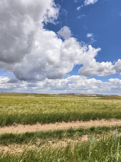 A vast, golden field of wheat sways in the wind under a dramatic sky filled with fluffy white clouds and patches of brilliant blue. A dirt path cuts through the foreground, separating the viewer from the expanse of grain. In the distance, a line of industrial structures, possibly mine tailings or processing facilities, interrupts the natural landscape, with several tall towers and some vehicles visible on the horizon. This scene captures a moment in the semi-arid environment of Khromtau, Kazakhstan, where agriculture and industry coexist.