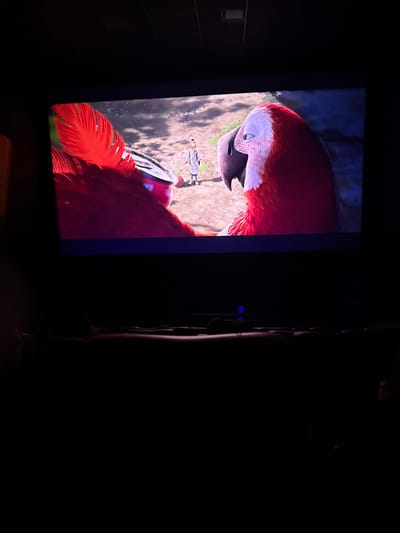 The scene depicts a large cinema screen within a darkened theater located in Pitalito, Colombia. The screen displays an animated sequence featuring two large bipedal avian creatures with vibrant red plumage, white facial skin patches, and prominent dark beaks; one is visible on the left with a feathered crest, and the other on the right. Both appear to be observing a slender, human-like animated character with light brown hair, dressed in a long, light-colored tunic or dress, standing on a sunlit dirt path in the background. The on-screen environment is an outdoor clearing with sparse ground cover. Above the screen, a dark, paneled ceiling is visible. The theater's foreground and mid-ground are heavily shadowed, showing the outlines of multiple rows of dark-colored, upholstered cinema seats with visible headrests and armrests. A faint, rectangular blue light source is present in the lower right portion of the visible seating area.