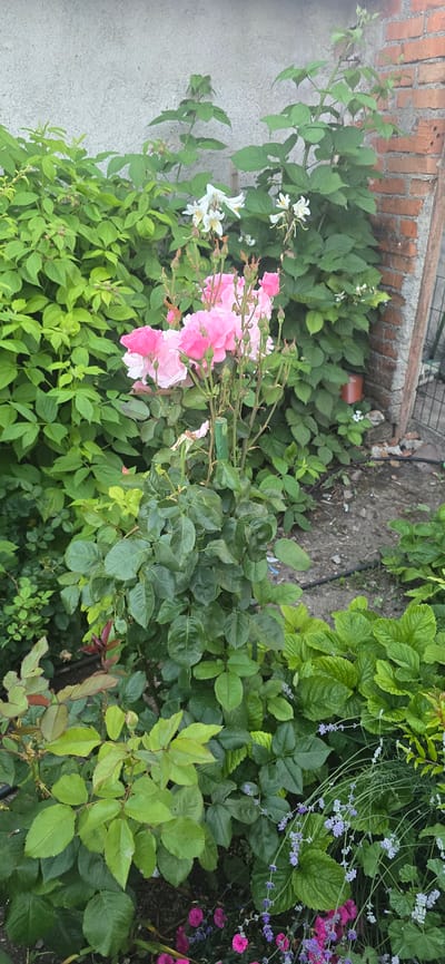 In Kalchevo, Bulgaria, a lush garden scene unfolds against a backdrop of a textured concrete wall and a weathered brick wall. The foreground is dominated by a vibrant cluster of pink roses, their delicate petals unfurling amidst numerous buds. Surrounding the roses are dense masses of green foliage, including raspberry bushes laden with developing fruit and other leafy plants. Interspersed among the greenery are delicate white flowers and stalks of lavender, adding touches of color and texture. A dark hose snakes across the gravelly ground, indicating irrigation. The overall impression is one of a thriving, naturalistic garden space.