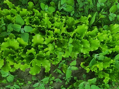 The image shows a close-up, overhead view of a garden bed filled with young, vibrant green lettuce plants. The lettuce leaves are ruffled and appear healthy. Interspersed among the lettuce are smaller, more delicate green plants, some with fuzzy stems and leaves, and others with feathery foliage resembling dill. The soil is dark and visible between the plants, indicating they are in a garden setting. The lighting suggests it is daytime, with natural light illuminating the scene. There are no people or animals visible in the image. The location is described as Steklyanka, Russia.